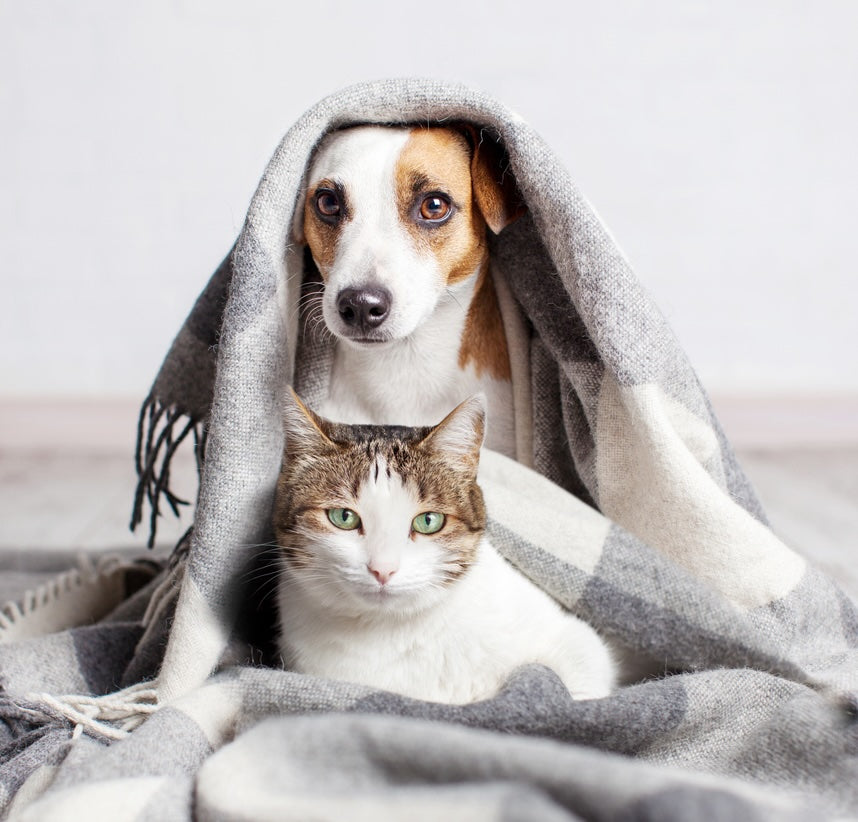 Erinnerungsstücke tierische Begleiter